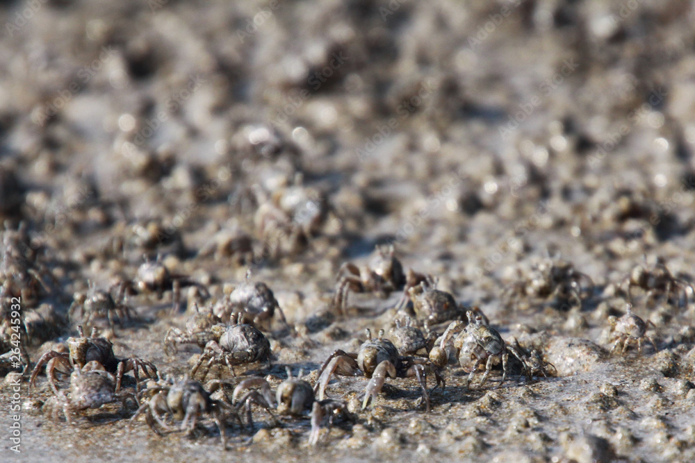 Thousands of tiny sand bubbler crabs flock from the beach into water on tropical island Ko Lanta Thousands of tiny sand bubbler crabs flock from the beach into water on tropical island Ko Lanta