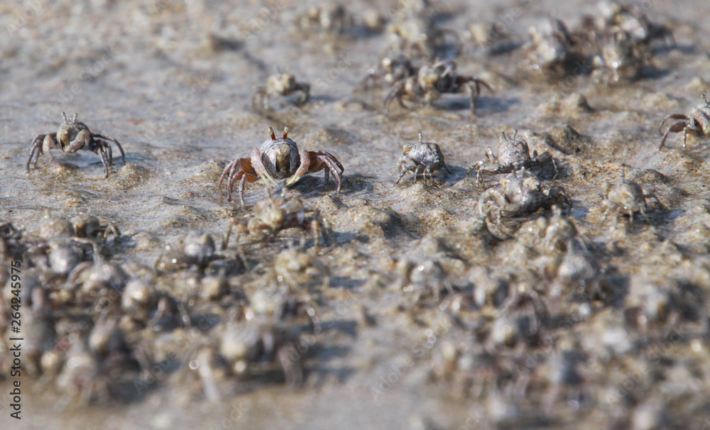 Thousands of tiny sand bubbler crabs flock from the beach into water on tropical island Ko Lanta Thousands of tiny sand bubbler crabs flock from the beach into water on tropical island Ko Lanta