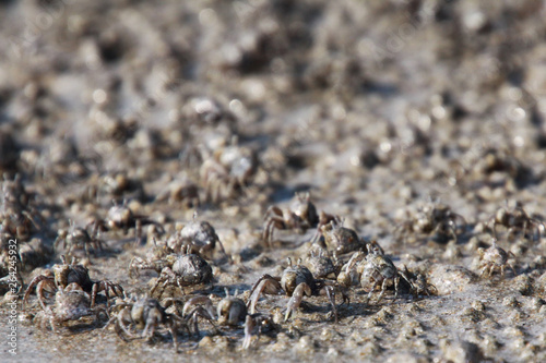 Thousands of tiny sand bubbler crabs flock from the beach into water on tropical island Ko Lanta © Ralf