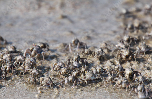 Thousands of tiny sand bubbler crabs flock from the beach into water on tropical island Ko Lanta