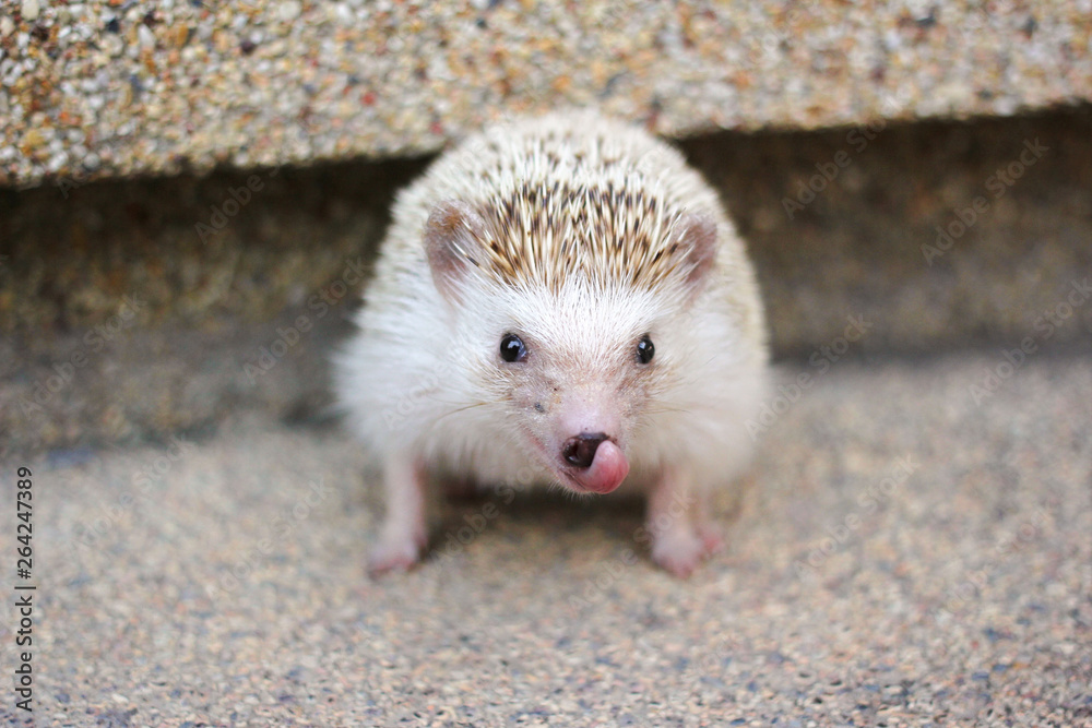 Obraz premium Hedgehog portrait