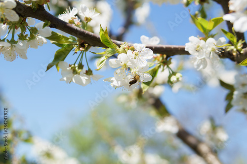 Frühling in Deutschland: Kirschblüte mit Insekten