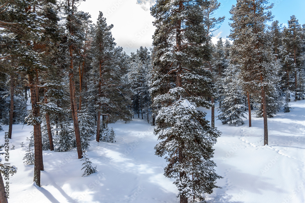 Snow covered fir trees. Panoramic view of the picturesque snowy winter landscape. Magnificent and silent sunny day. Snow covered fir trees. Panoramic view of the picturesque snowy winter landscape. Magnificent and silent sunny day.