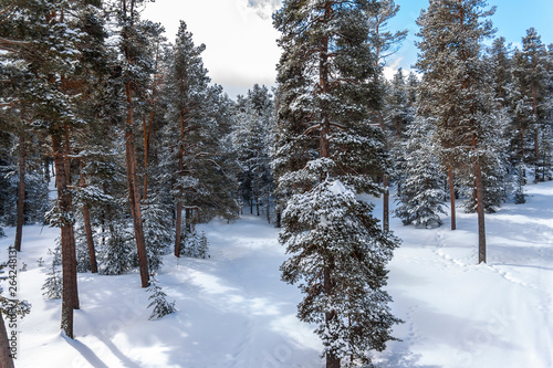 Snow covered fir trees. Panoramic view of the picturesque snowy winter landscape. Magnificent and silent sunny day. © 0804Creative