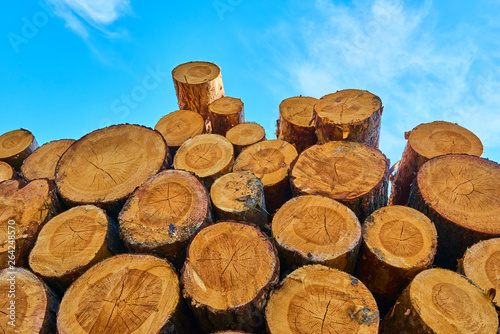 Woodpile of cut Lumber for forestry industry 