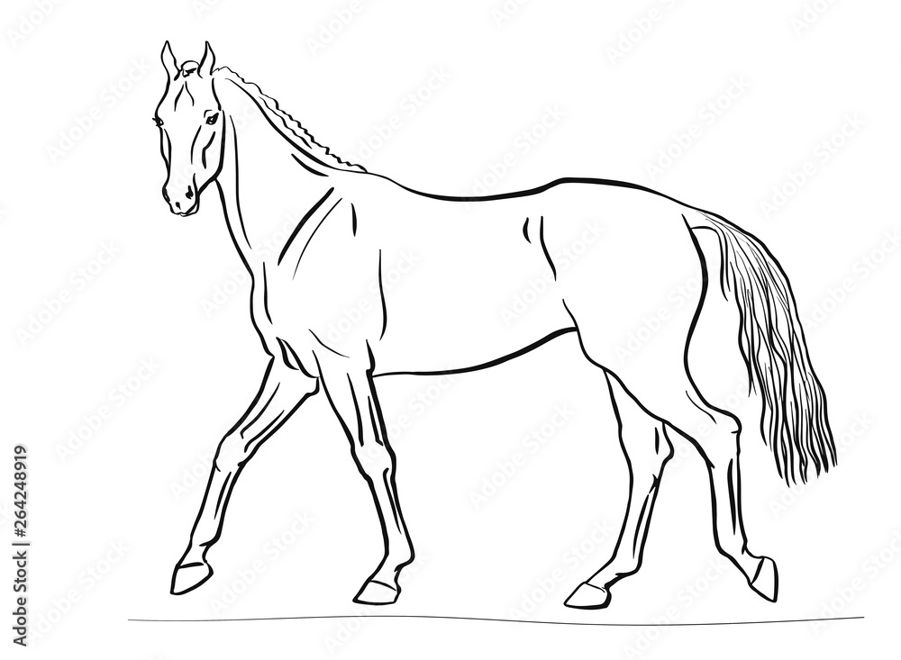 Horse vector drawing