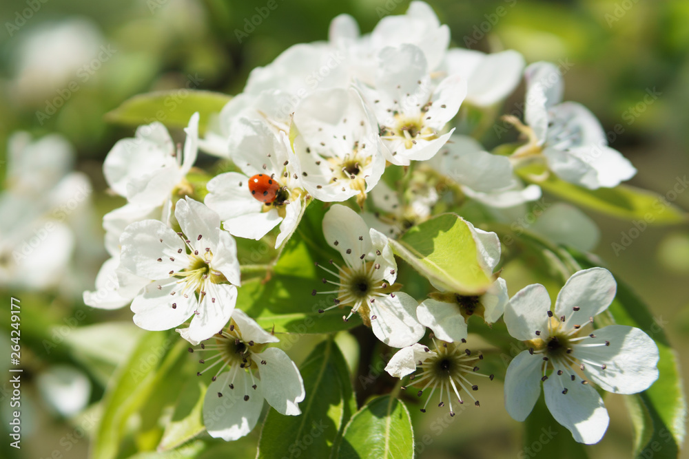 Fototapeta premium Frühling in Deutschland: Kirschblüte mit Insekten