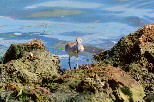 seagull on rock