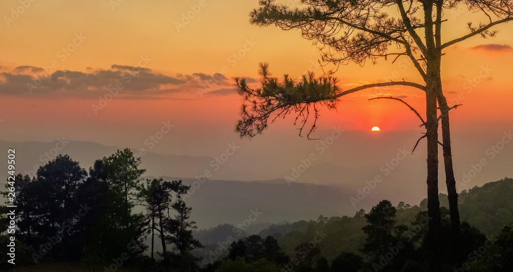 Panorama Silhouette Pine Tree Branches with colorful yellow and red sun light in the sky background, sunset at Huai Nam Dang National Park, Chiang Mai, Thailand.