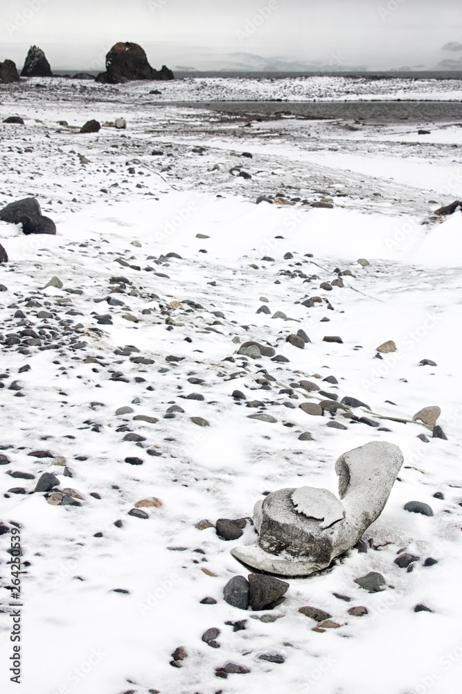 Whale bones at Arctowski Station in Antarctica