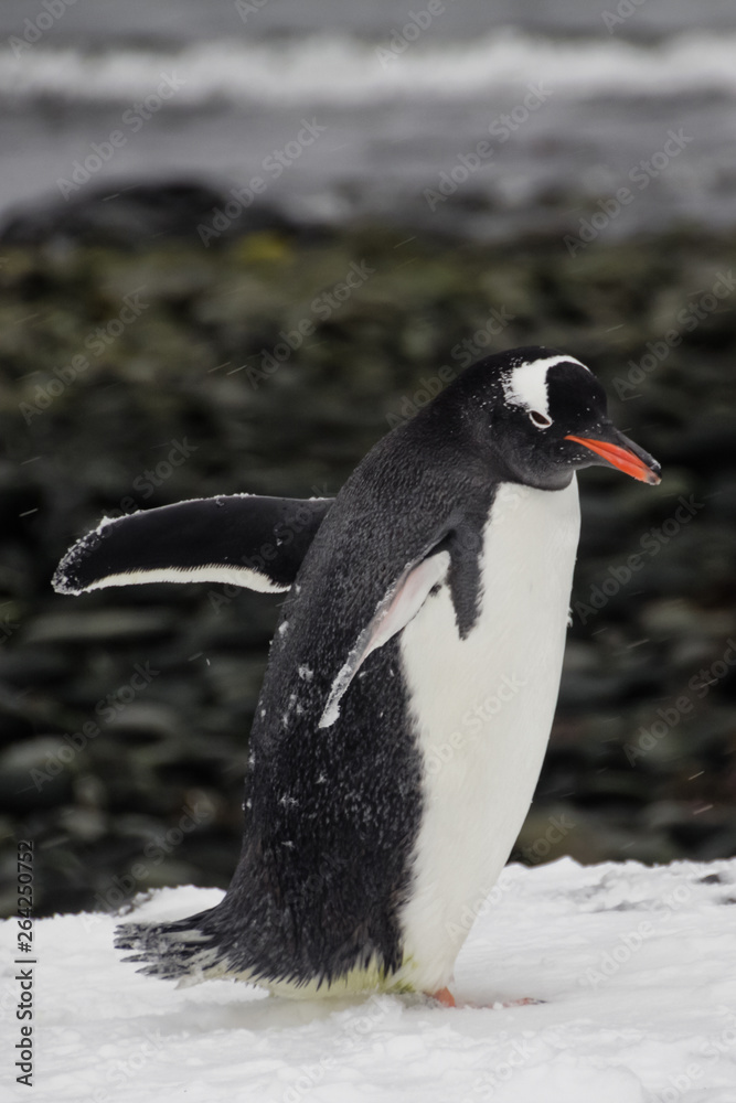 Gentoo penguins in Antarctica