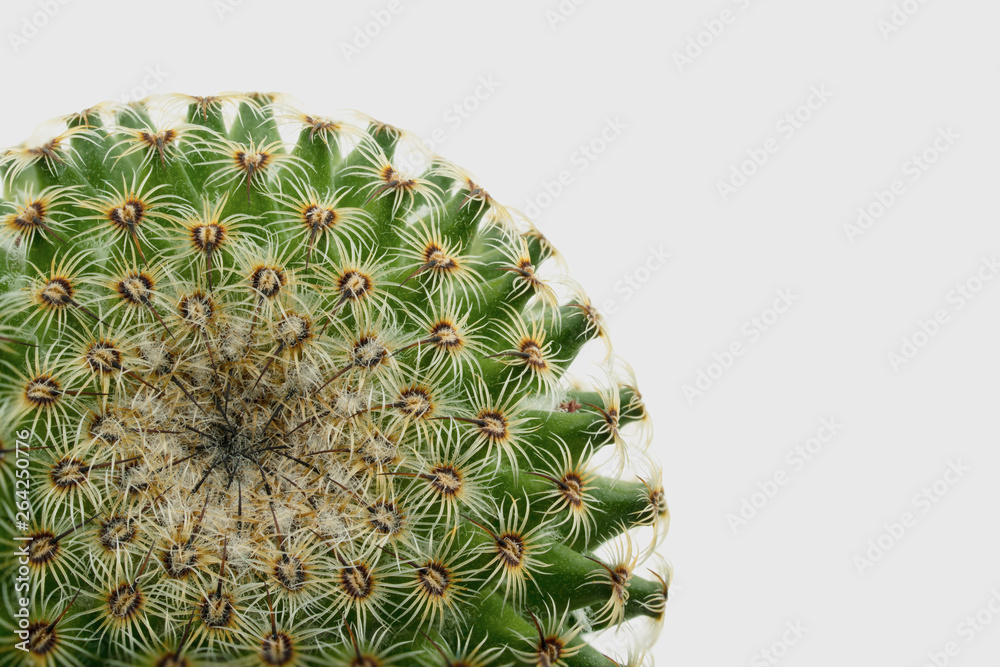 Obraz premium Macro cactus with white background