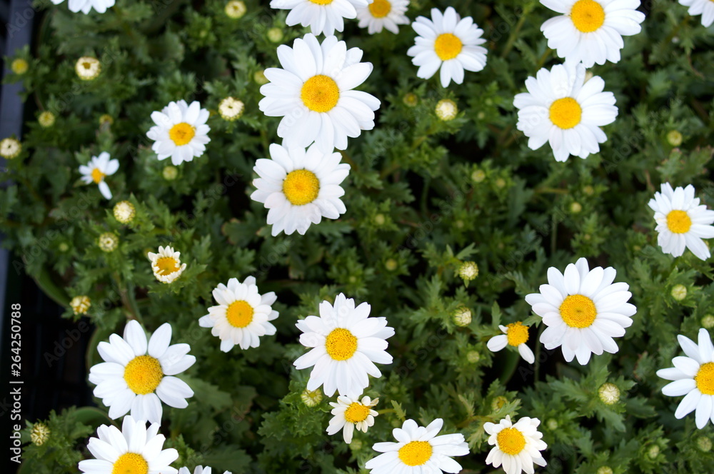 Wild chrysanthemum chamomile Wild chrysanthemum chamomile