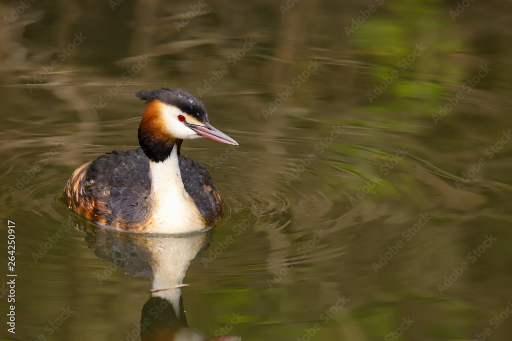 Great Crested Grebe (Podiceps cristatus). Taken at Cardiff Bay Nature Reserve, South Wales UK Great Crested Grebe (Podiceps cristatus). Taken at Cardiff Bay Nature Reserve, South Wales UK