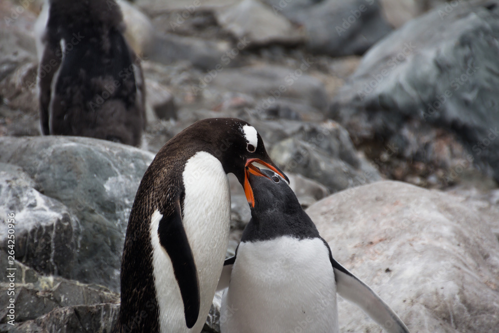 Gentoo penguins in Antarctica