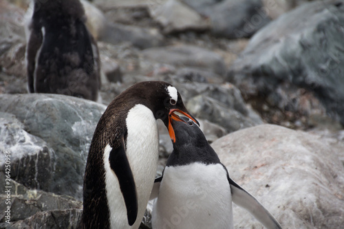 Obraz na płótnie Gentoo penguins in Antarctica w salonie