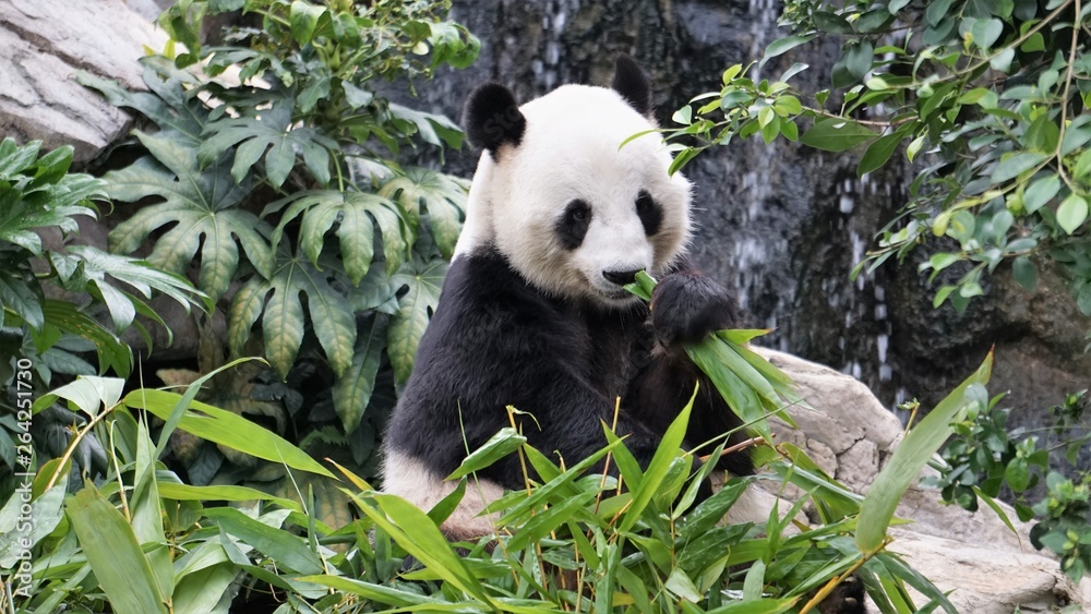 Fototapeta premium giant panda eating bamboo