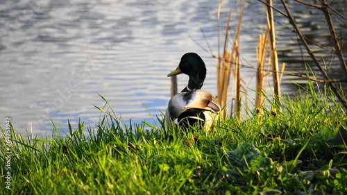 Duck in the green grass