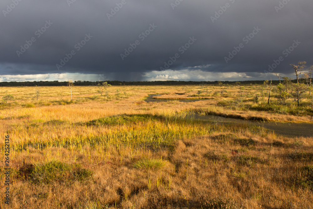 Vasenieku swamp in Latvia. Bog after a thunderstorm