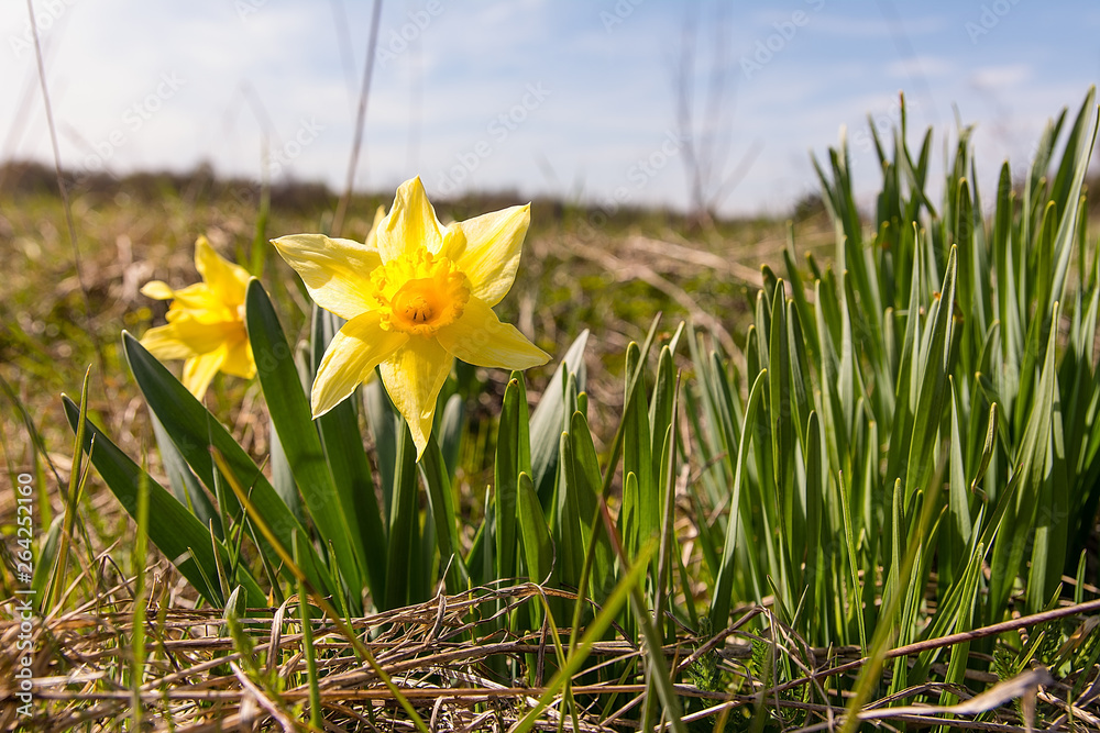 Daffodils (Narcissus jonquilla) on the meadow in sunny day