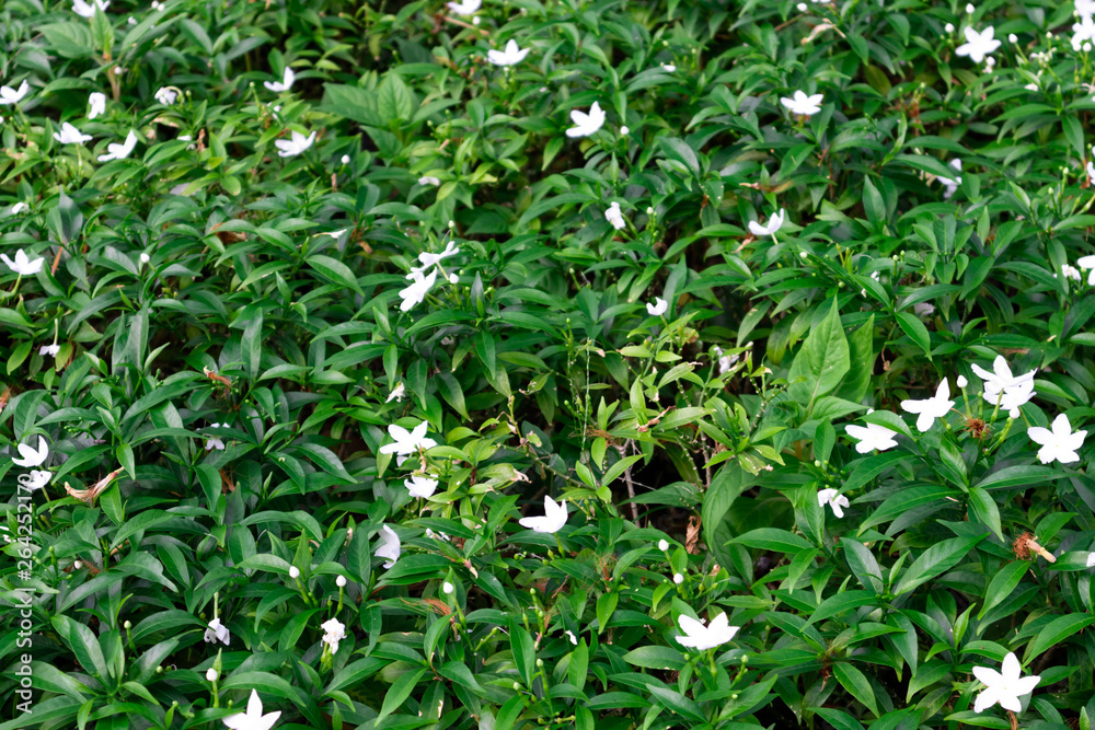 Little white flower on green leaves plants. Little white flower on green leaves plants.