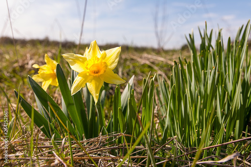 Obraz na płótnie Daffodils (Narcissus jonquilla) on the meadow in sunny day w salonie