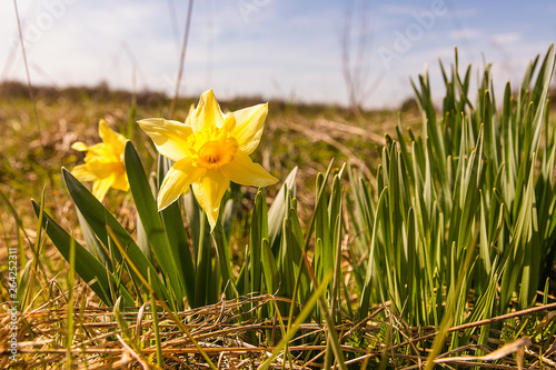 Daffodils (Narcissus jonquilla) on the meadow in sunny day