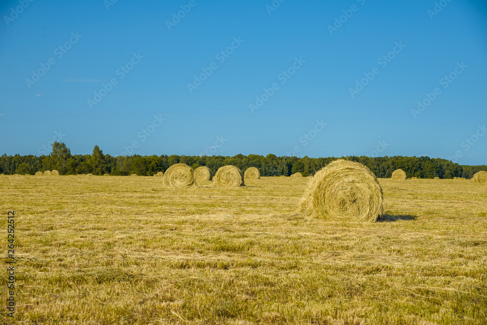 field with hay on a sunny day