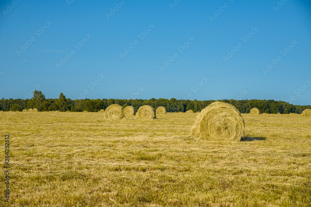 Fototapeta premium field with hay on a sunny day