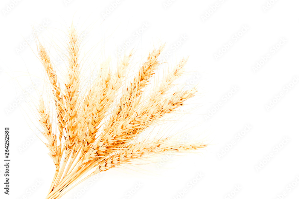 Bunch, sheaf of wheat in the snow. Ears of wheat under the snow. Problems of storage of grain crops.