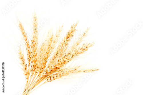 Bunch, sheaf of wheat in the snow. Ears of wheat under the snow. Problems of storage of grain crops.