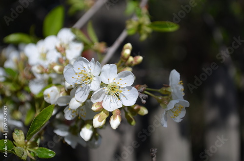 spring blooming, cherry branch with white flowers