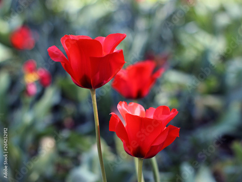 red tulips blooming in spring