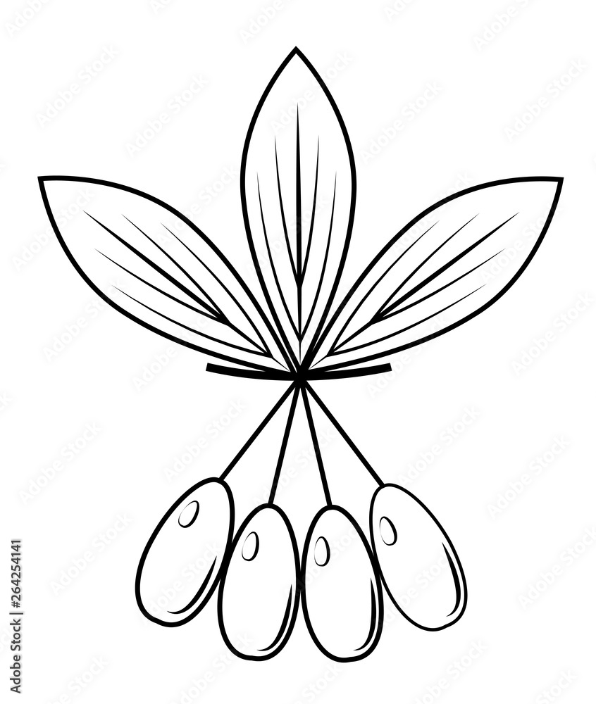 A branch of a beautiful dogwood berry, medicinal plant. Useful tasty berries for health and medicine. Graphic image. Vector illustration. A branch of a beautiful dogwood berry, medicinal plant. Useful tasty berries for health and medicine. Graphic image. Vector illustration.