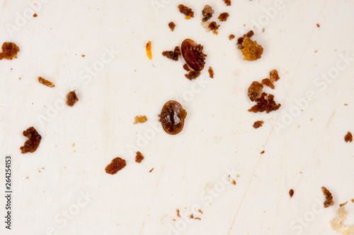 Varroa mites on a control pad photo