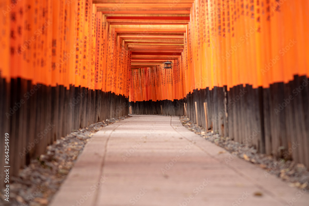 Fototapeta premium Red Torii gates in Fushimi Inari shrine