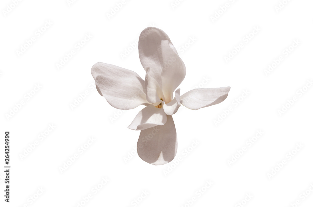 WHITE MAGNOLIA FLOWER ON WHITE BACKGROUND WITH WRITING SQUARE WHITE MAGNOLIA FLOWER ON WHITE BACKGROUND WITH WRITING SQUARE