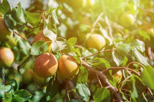 Pear tree with pears, organ...