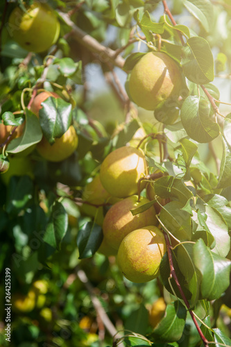 Pear tree with pears, organ...