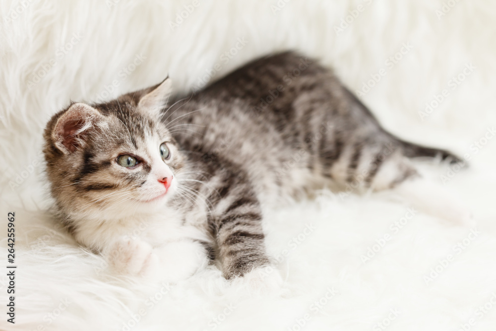little kitten lies comfortably on a fluffy blanket