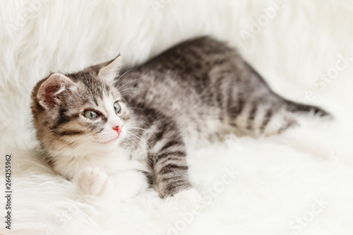 little kitten lies comfortably on a fluffy blanket