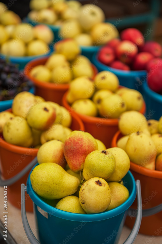 Ripe pears in bucket. Freshly harvested homemade pear fruit Ripe pears in bucket. Freshly harvested homemade pear fruit