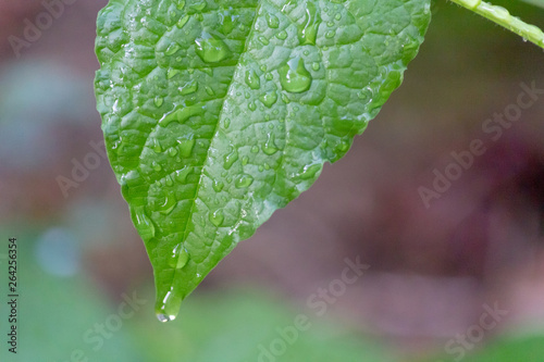 green leaf with water drops