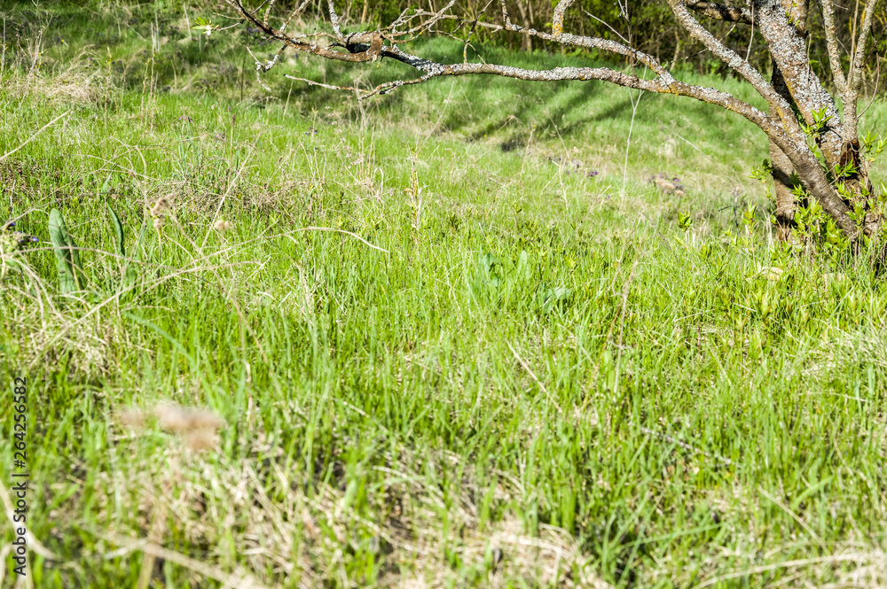 sunny day spring forest sunny day spring forest
