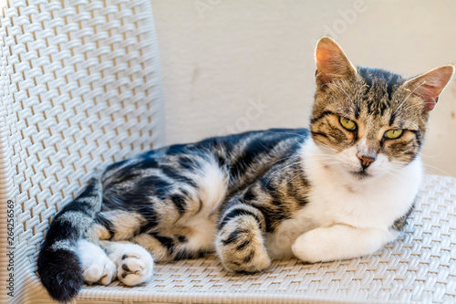 Cute Cat Sitting Outdoor