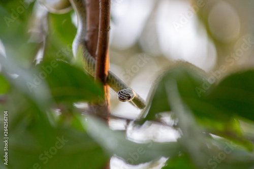 little snake on tree branch looking at the camera