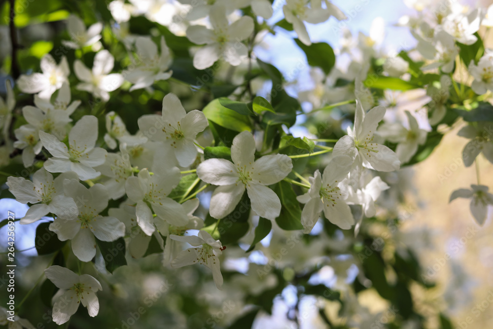 Abstract Cherry or Almond Blossom. Concept: Springtime.
