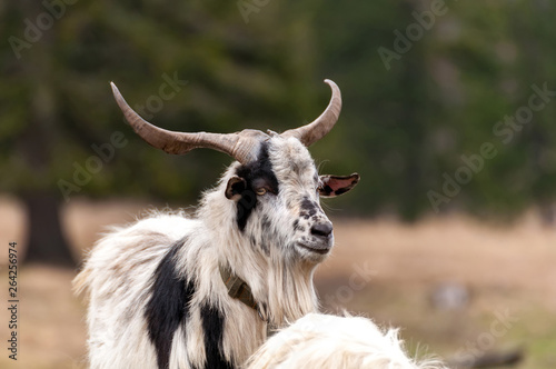 View on a goat standing on the field