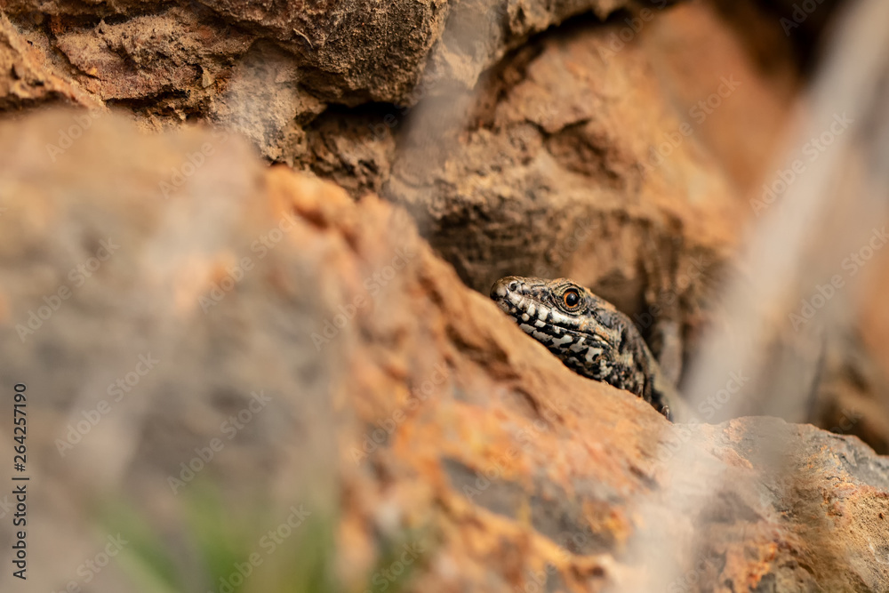 Naklejka premium Nature