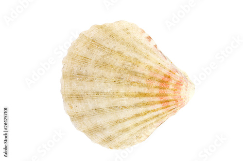 sea shell travel, white background, isolated